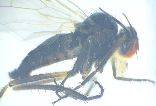 Empis nuntia